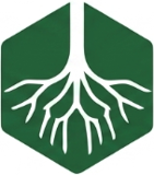 ریشه